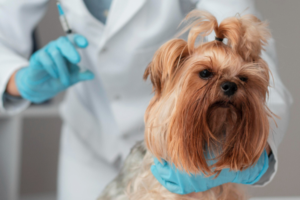veterinarian-check-ing-puppy-s-health