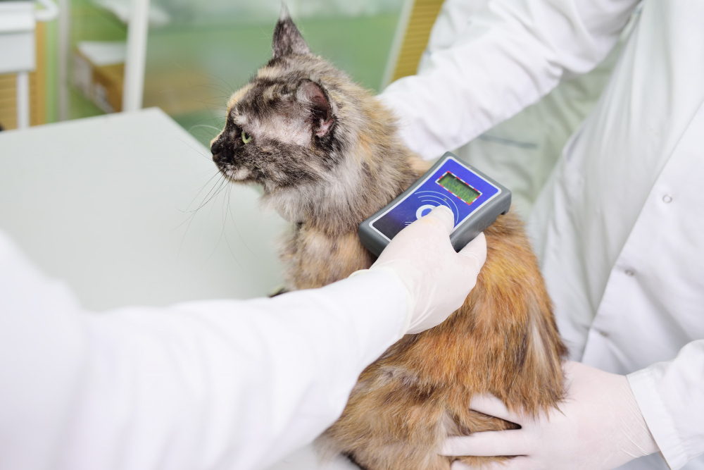 veterinarian-is-scanning-cat-micro-chip