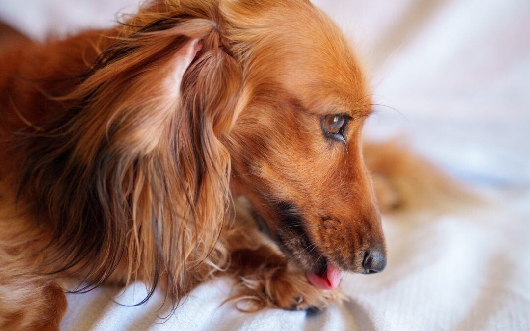 Recognize, Handle, and Avoid Hot Spots in Pets
