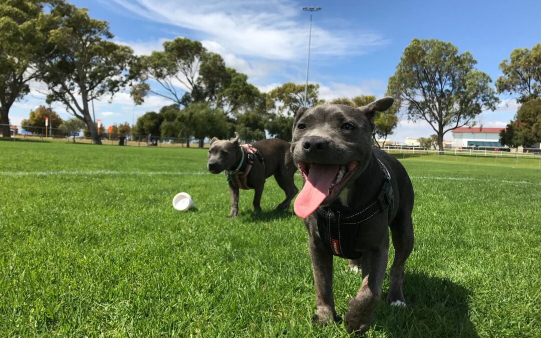 Best Dog Park Safety Tips for Pet Owners