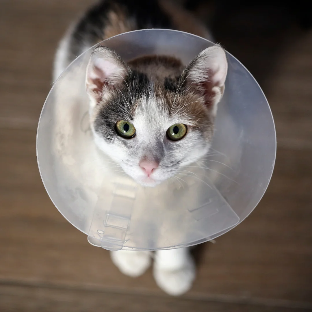 Calico cat with green eyes wearing a protective cone, recovering after soft tissue surgery at PetWell Veterinary Healthcare.
