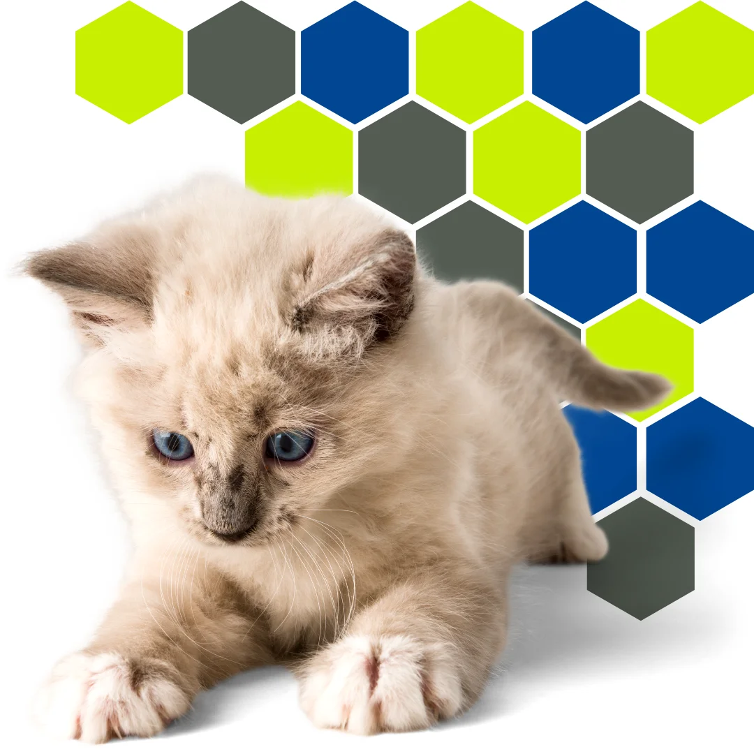 Light-colored kitten with blue eyes crouched and focused, in front of a hexagon pattern in PetWell Veterinary Healthcare brand colors on a white background.