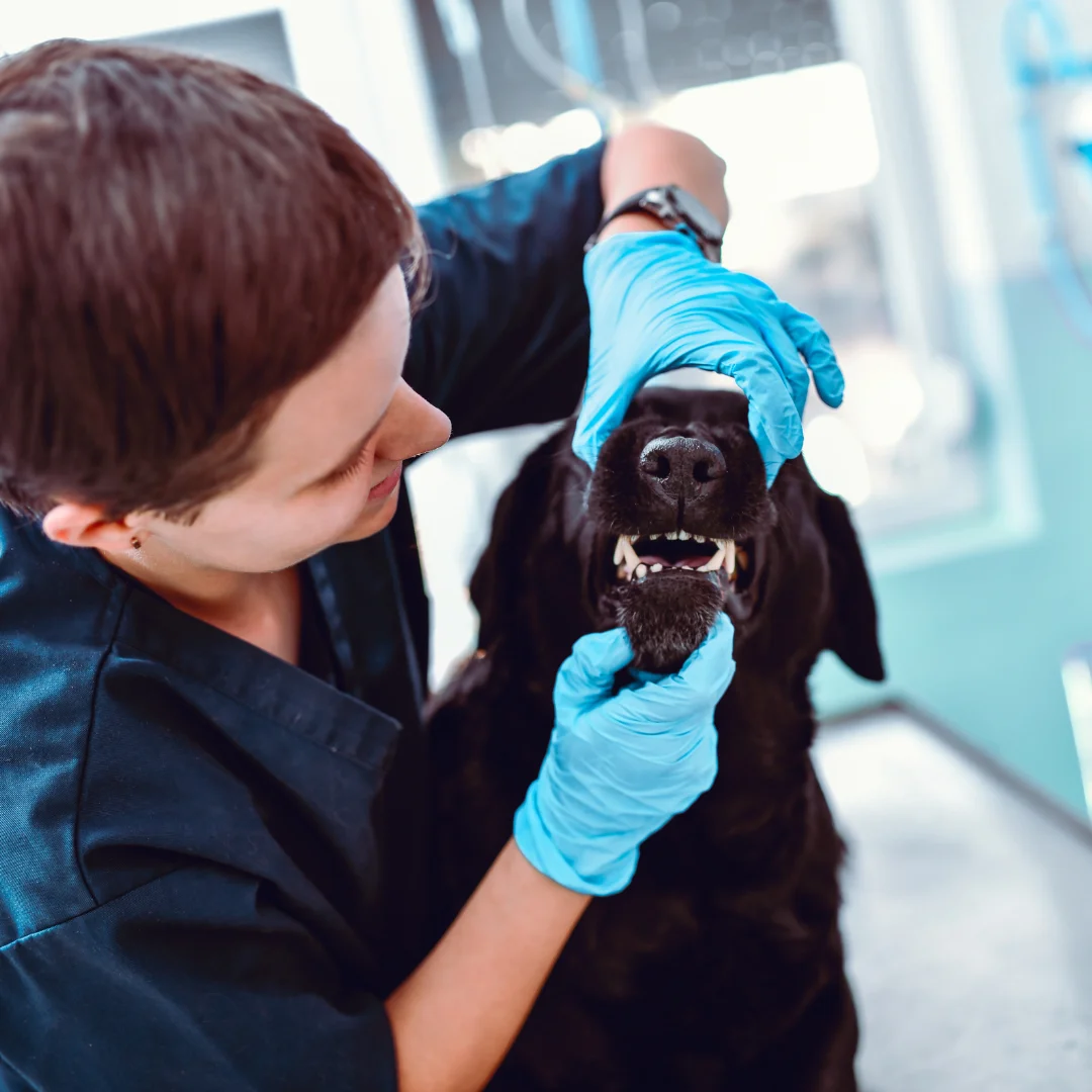 Veterinary professional in blue gloves examining a black dog’s teeth during a dental check at PetWell Veterinary Healthcare.