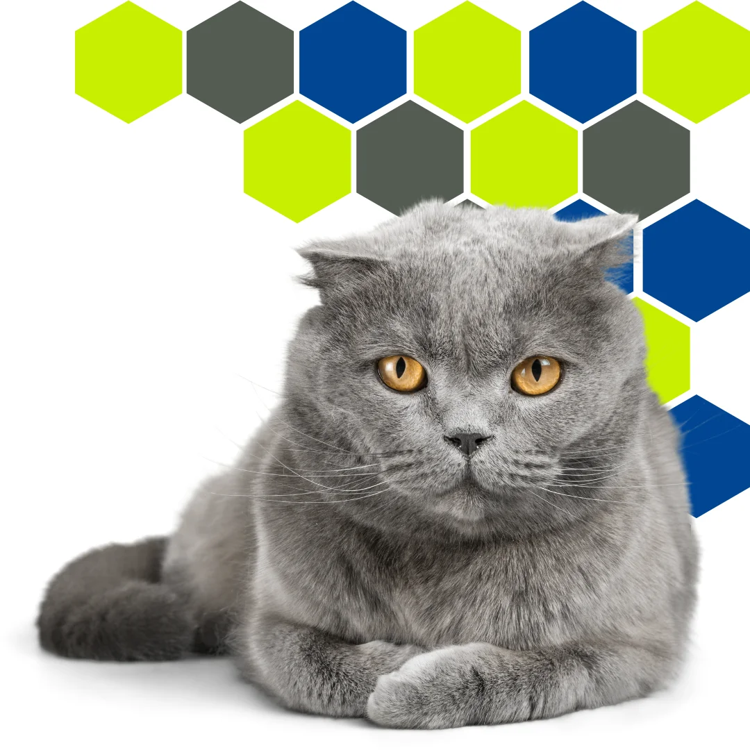 Short-haired gray cat with amber eyes lying down in front of a hexagon pattern in PetWell Veterinary Healthcare brand colors on a white background.