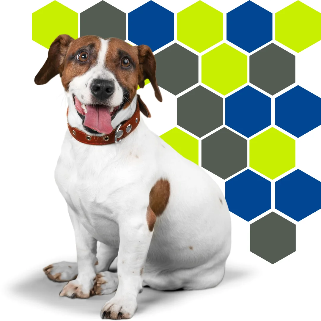 Smiling brown and white dog in front of a hexagon pattern featuring PetWell Veterinary Healthcare brand colors.