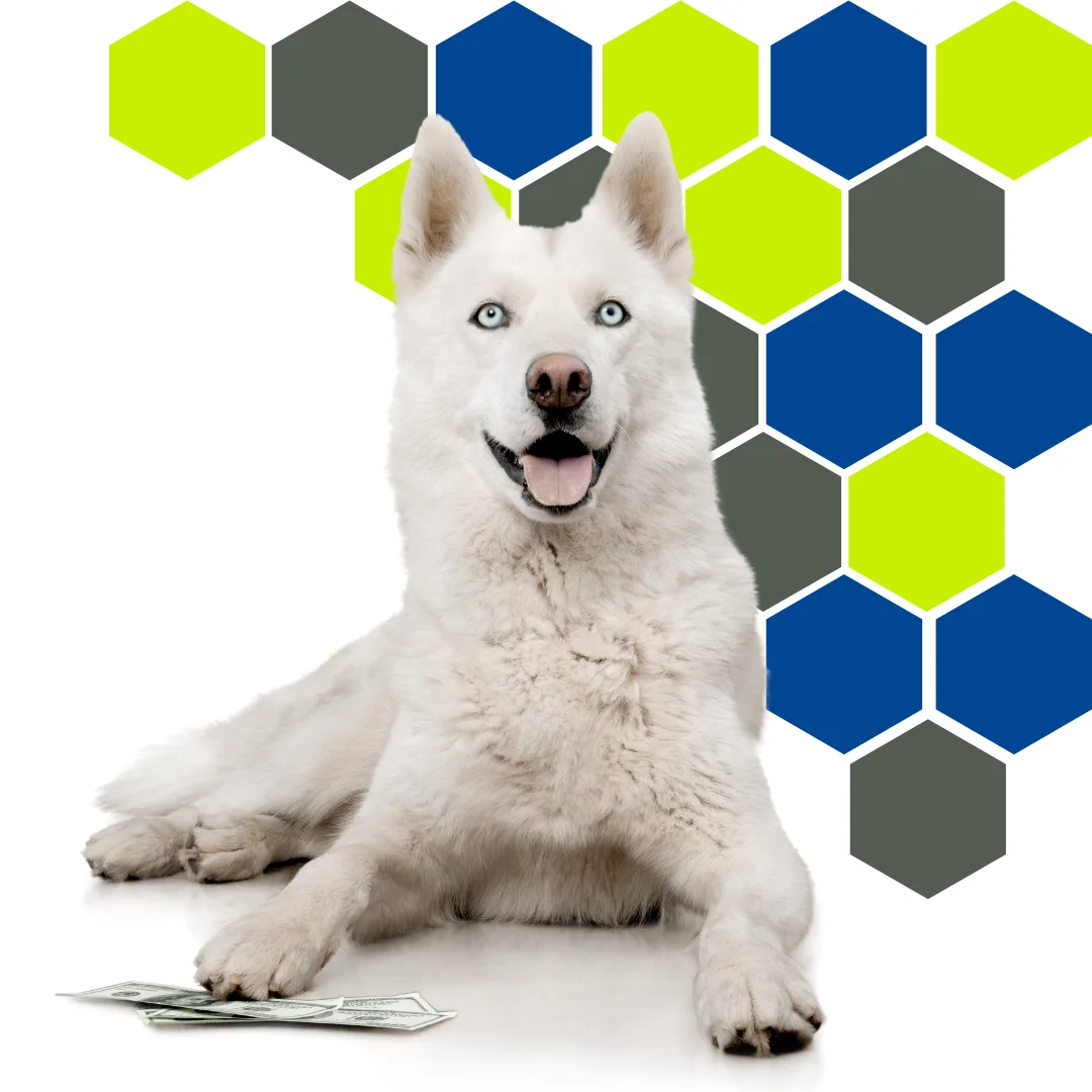 White husky with blue eyes lying in front of a PetWell Veterinary Healthcare hexagon pattern, with cash on the table beneath its paws.