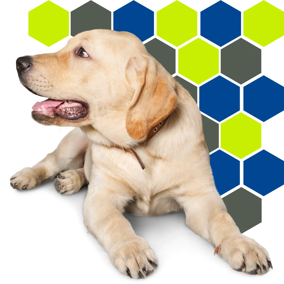Yellow Labrador looking to the left, resting in front of a hexagon pattern in PetWell Veterinary Healthcare brand colors on a white background.