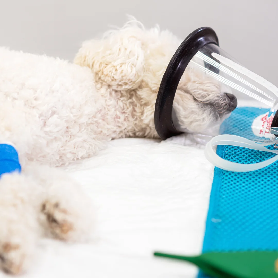 Curly white dog lying on its side with an anesthesia mask and blue bandage during a procedure at PetWell Veterinary Healthcare.