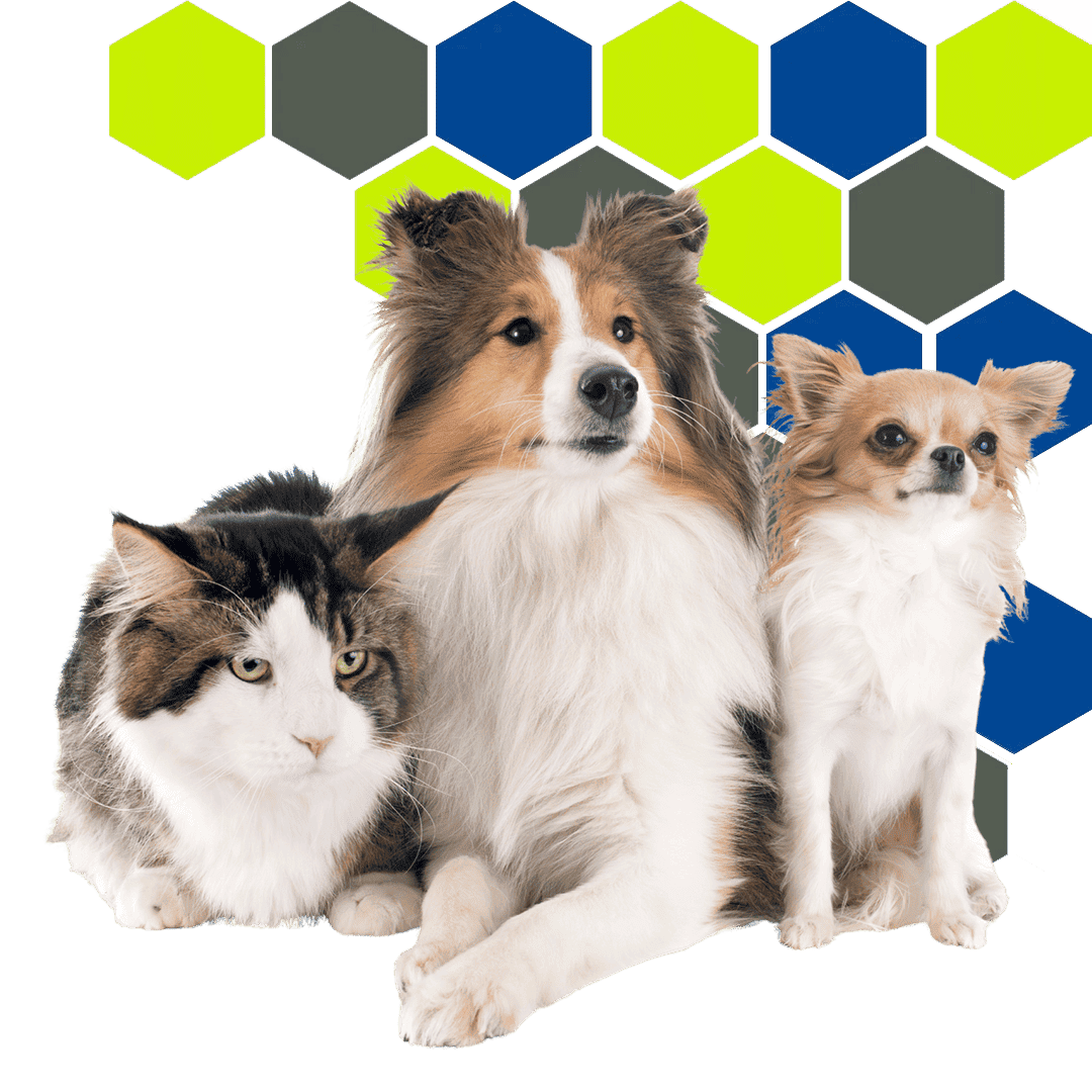 Cat and two small dogs