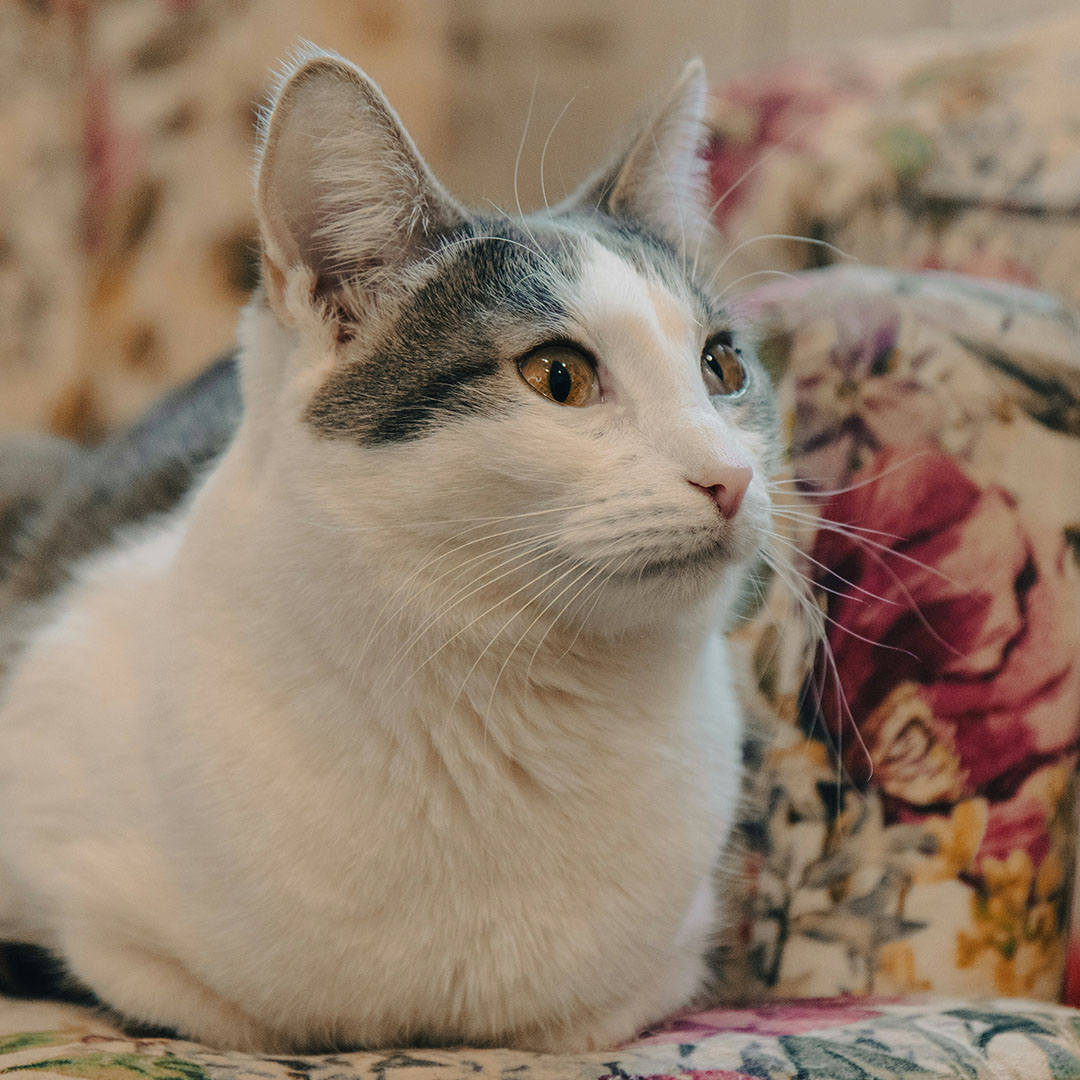 Cat with grey markings, sitting