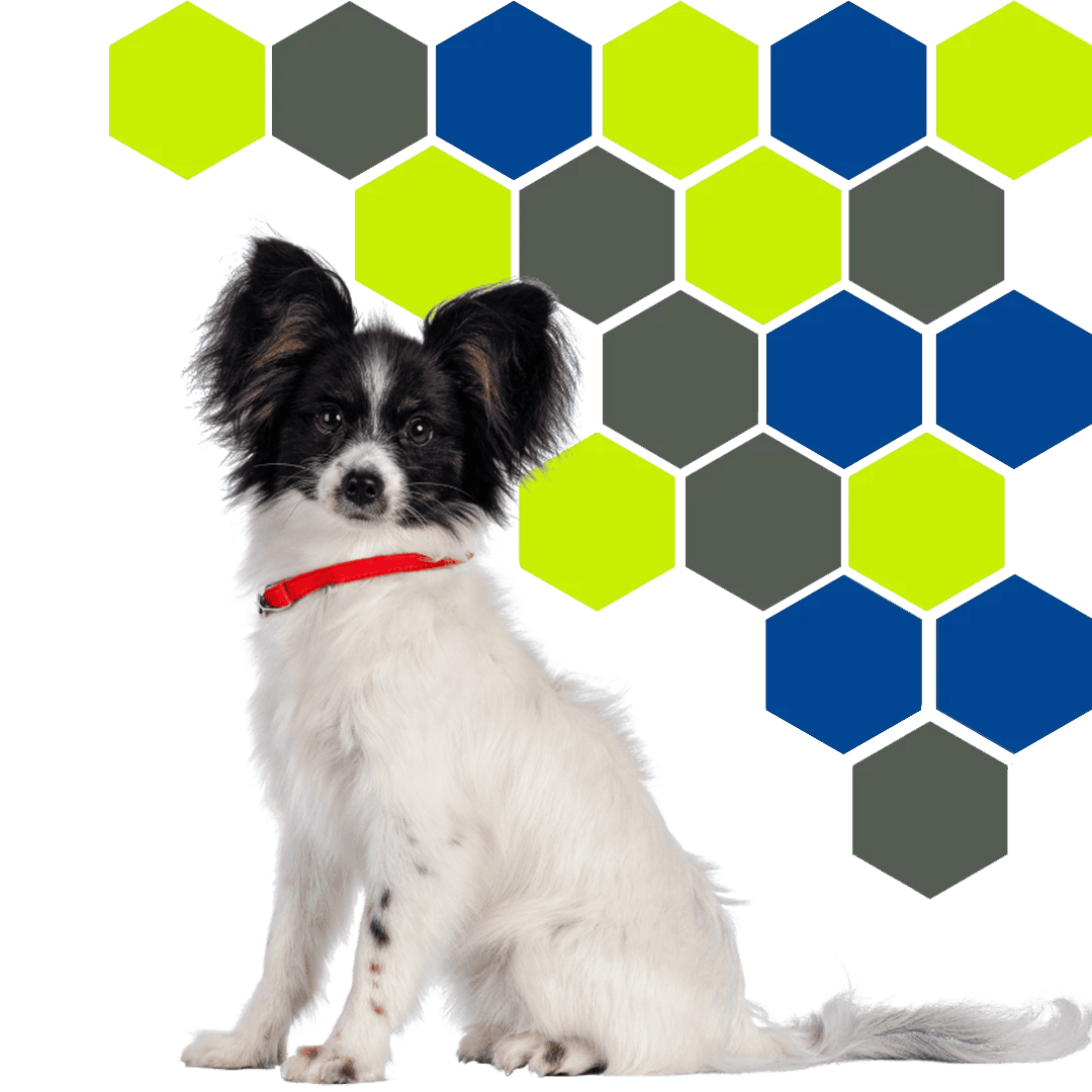 Cute dog with a red collar