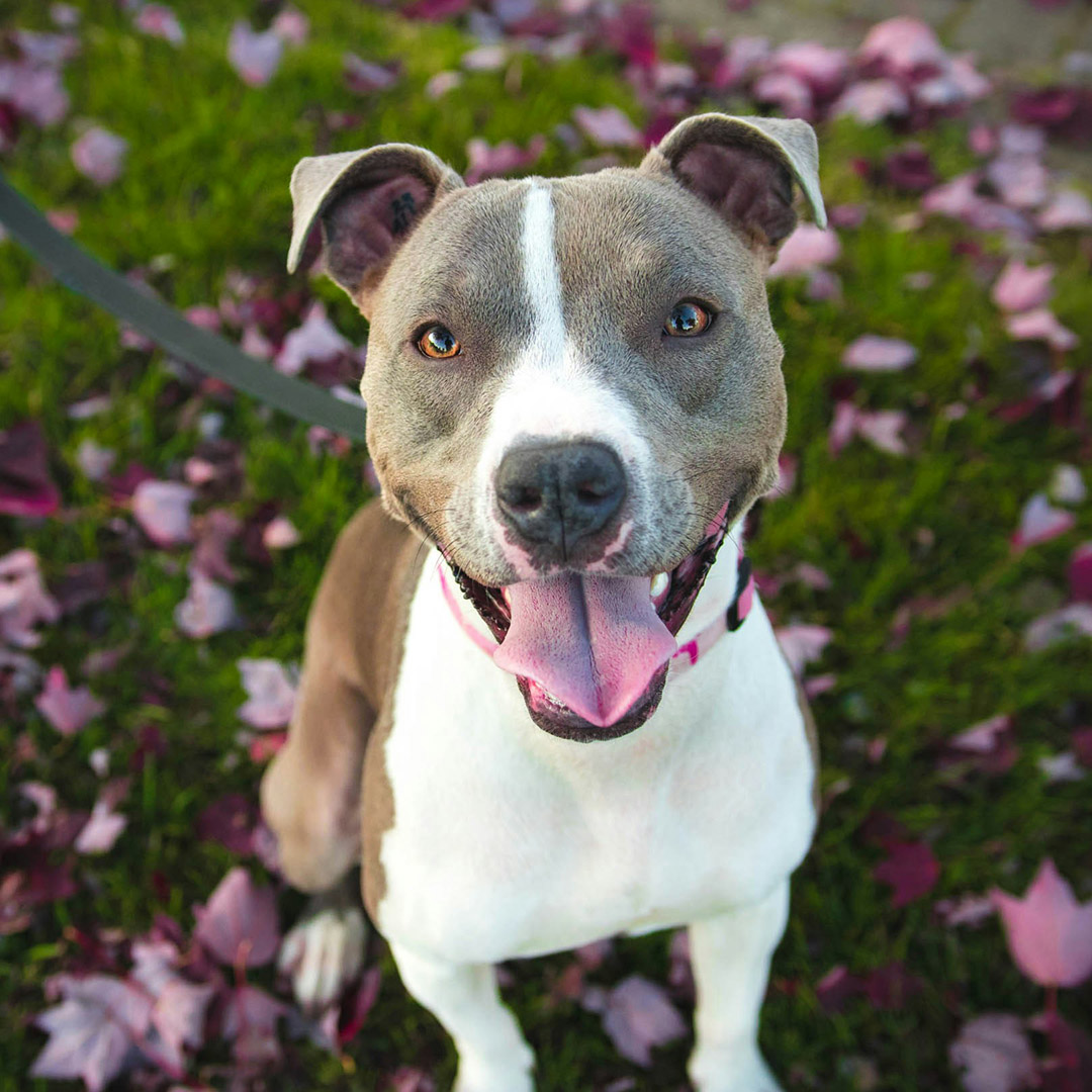 Happy pitbull on leafy grass