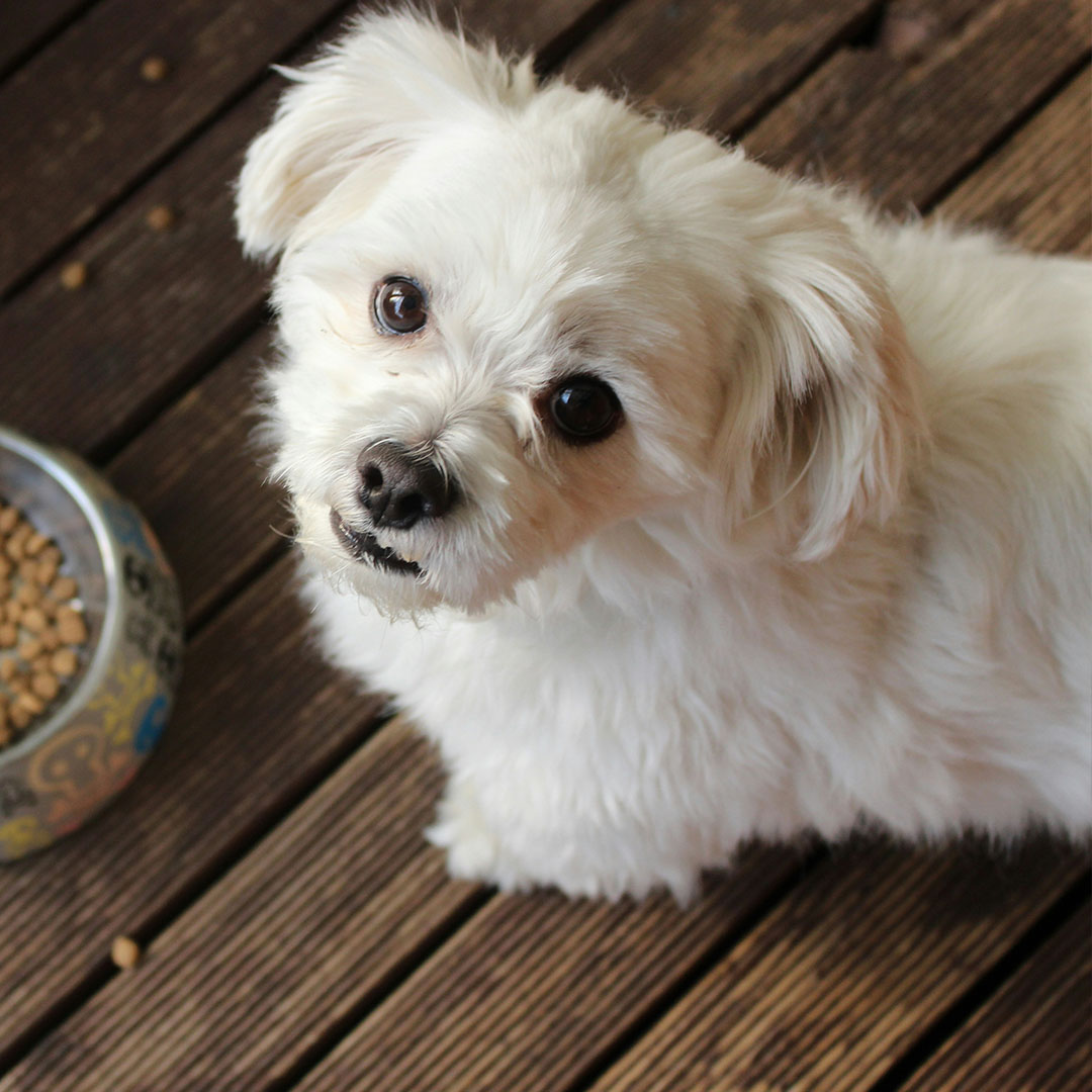 Maltese dog near food bowl.