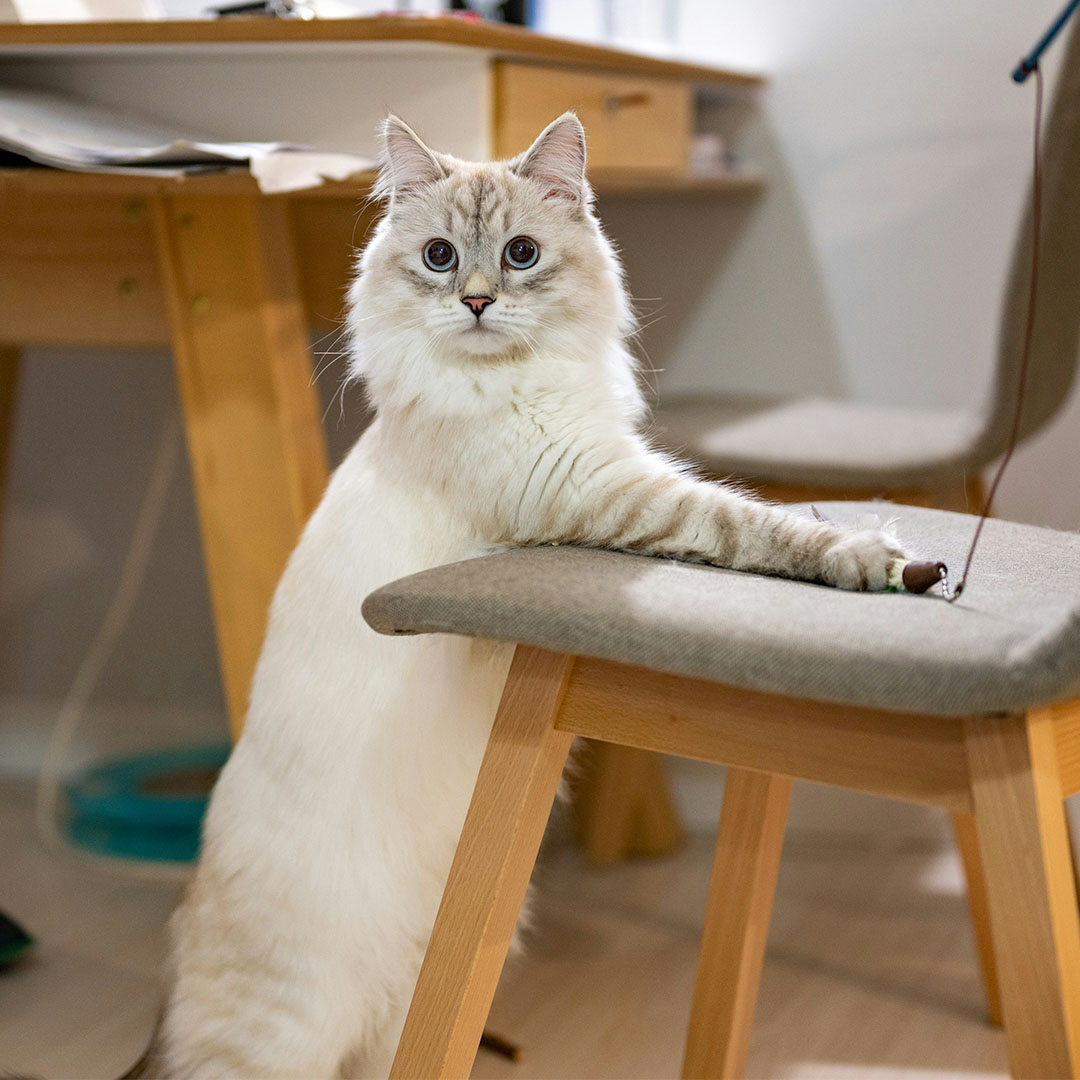 Ragdoll cat sitting on chair.