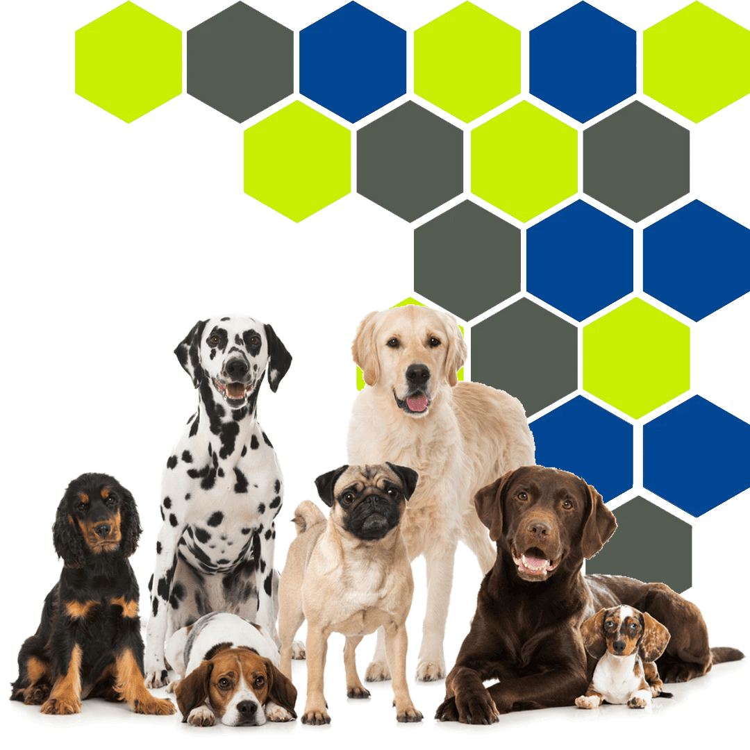 Various breed dogs posing together