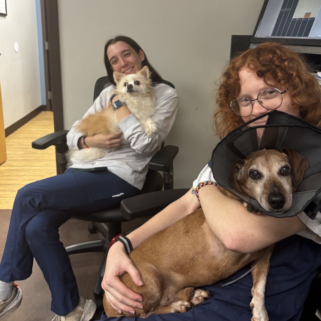 two people sitting in an office with a dog in a cone