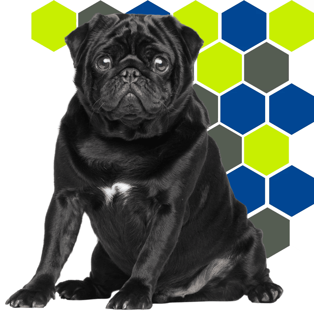 Adorable black pug against hexagon background.