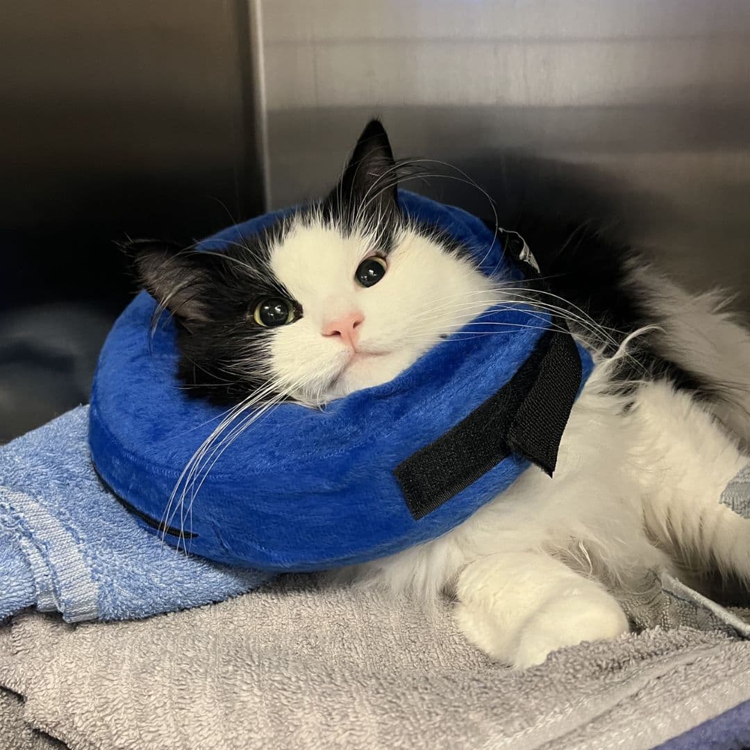 Black and White cat lying on the bed covered by blue pillow 