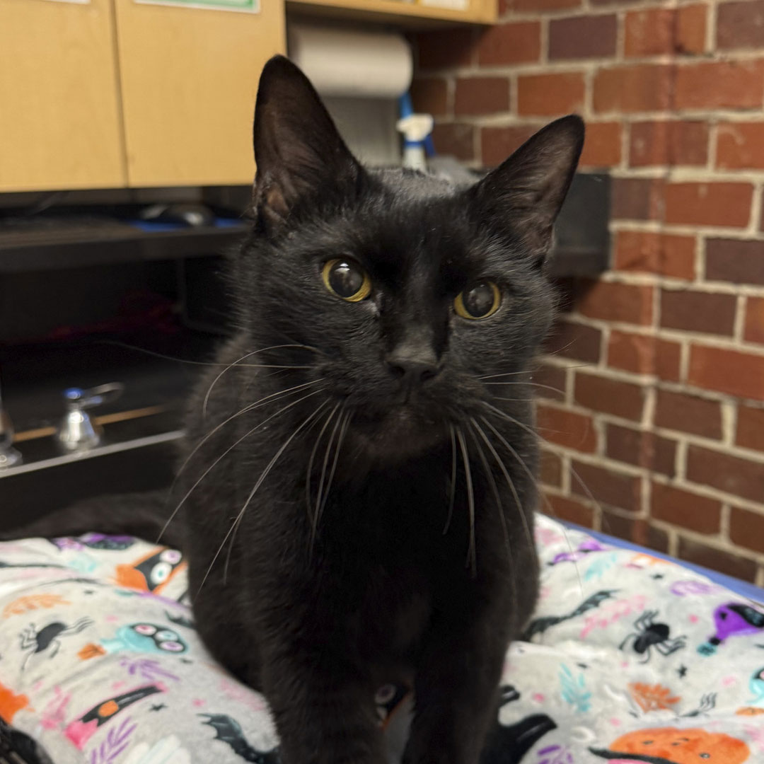 Cute black cat looking to the camera
