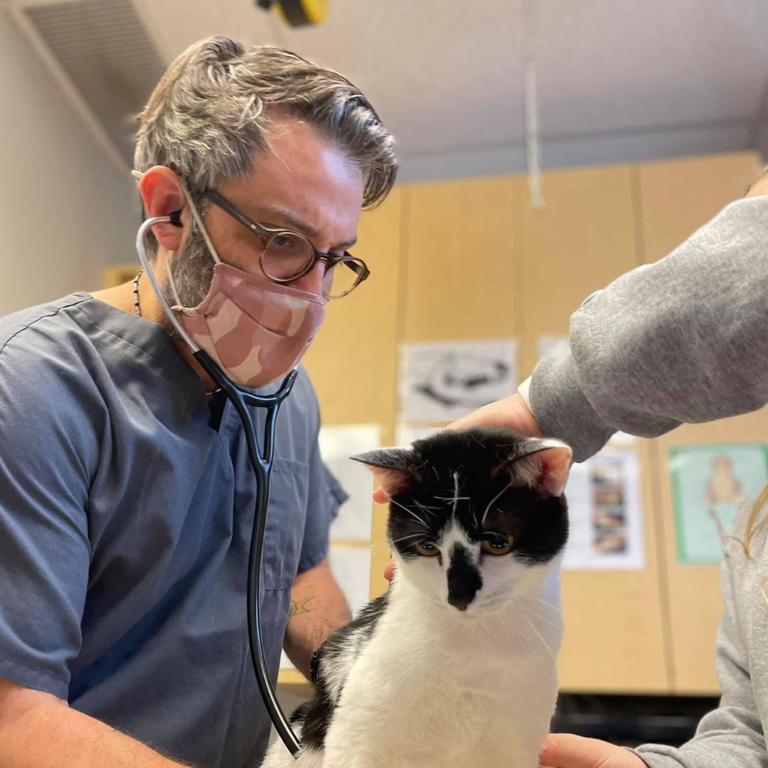 Doctor treating the cat in the clinic