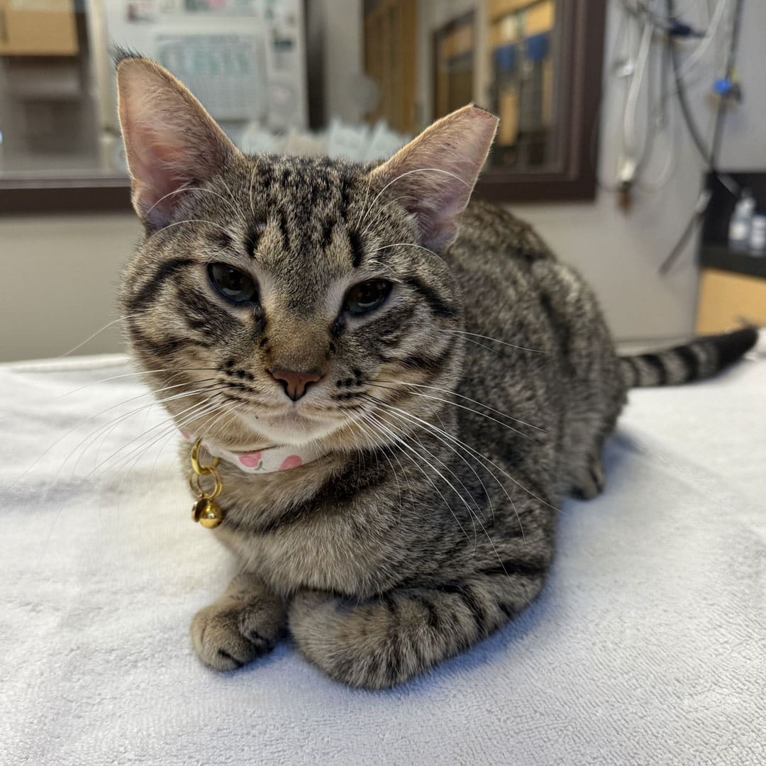 Drak gray cat sitting on the bed looking in front