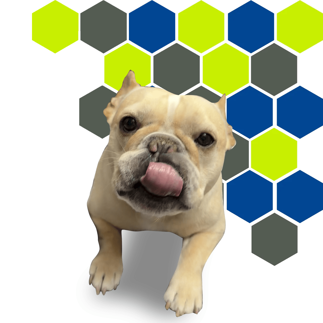 Smiling brown dog in front of a hexagon pattern featuring PetWell Veterinary Healthcare brand colors.