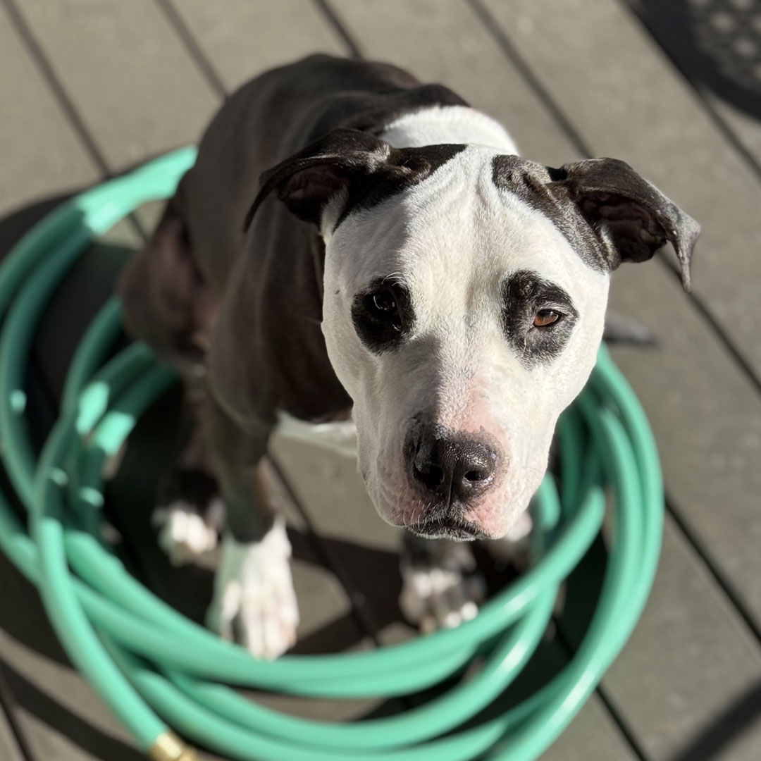 Old dog sitting and looking at the top