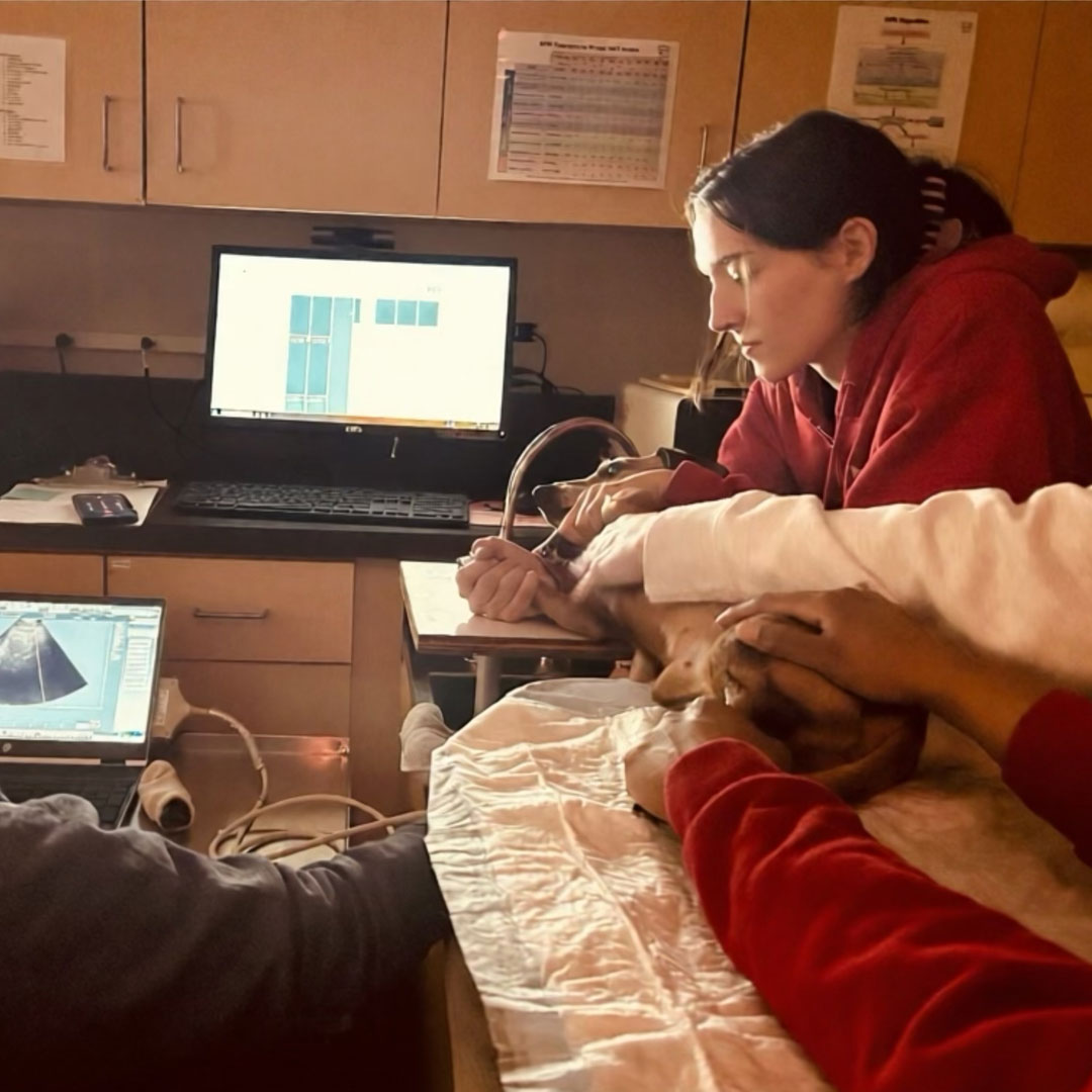 Pet with the vet getting rdiology treatment