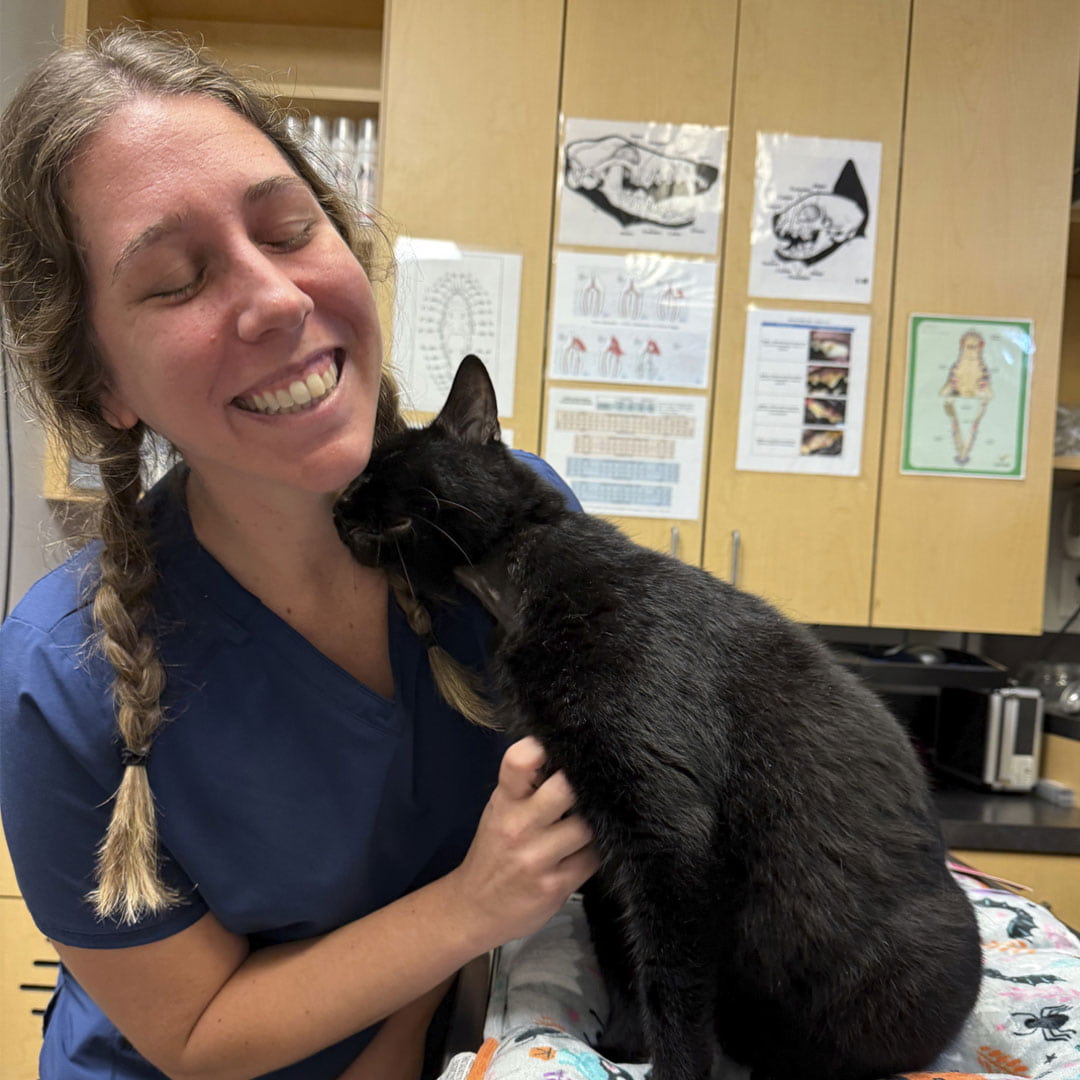 Vet holding a black cat