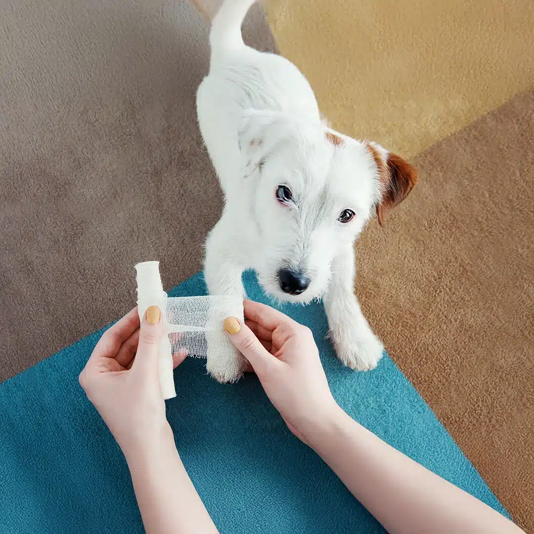 Person carefully wrapping a white dog’s paw with a bandage on a colorful rug.