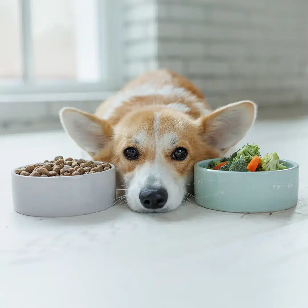 Corgi lying between two bowls, one filled with kibble and the other with broccoli and carrots.