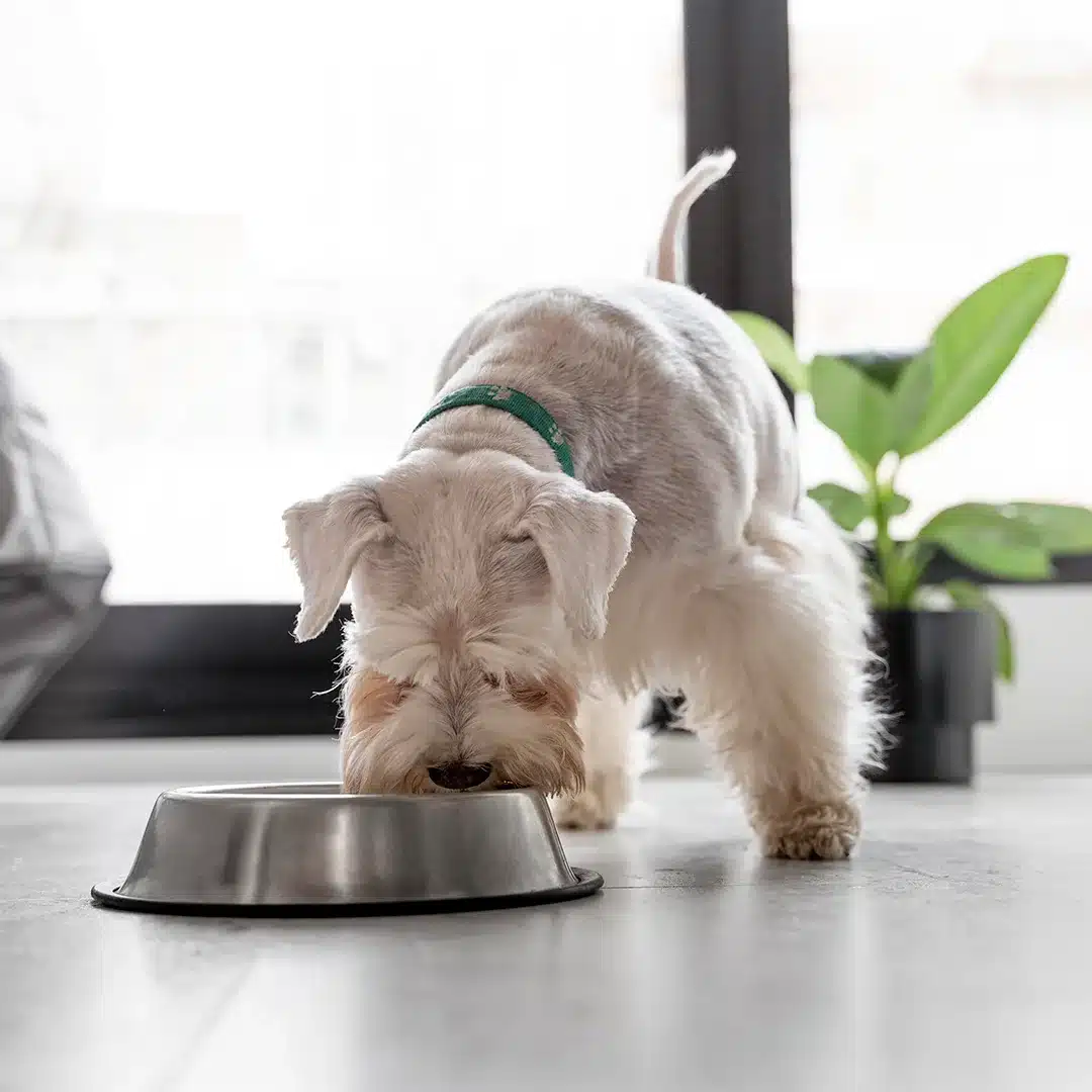 A small white dog with a green collar eating from a metal food bowl on the floor inside a bright modern room.