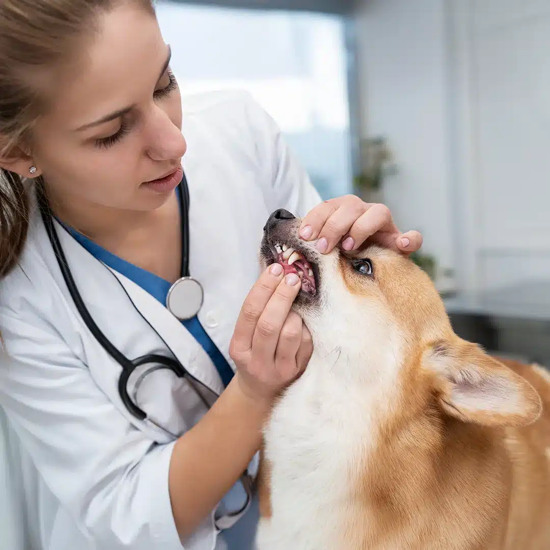 A veterinarian examining a dog’s teeth during a dental checkup in a clinic setting.