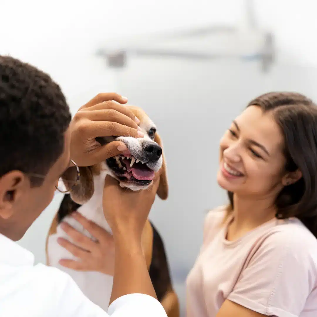 A veterinarian checking a dog’s teeth while the smiling owner looks on during a dental exam at the clinic.