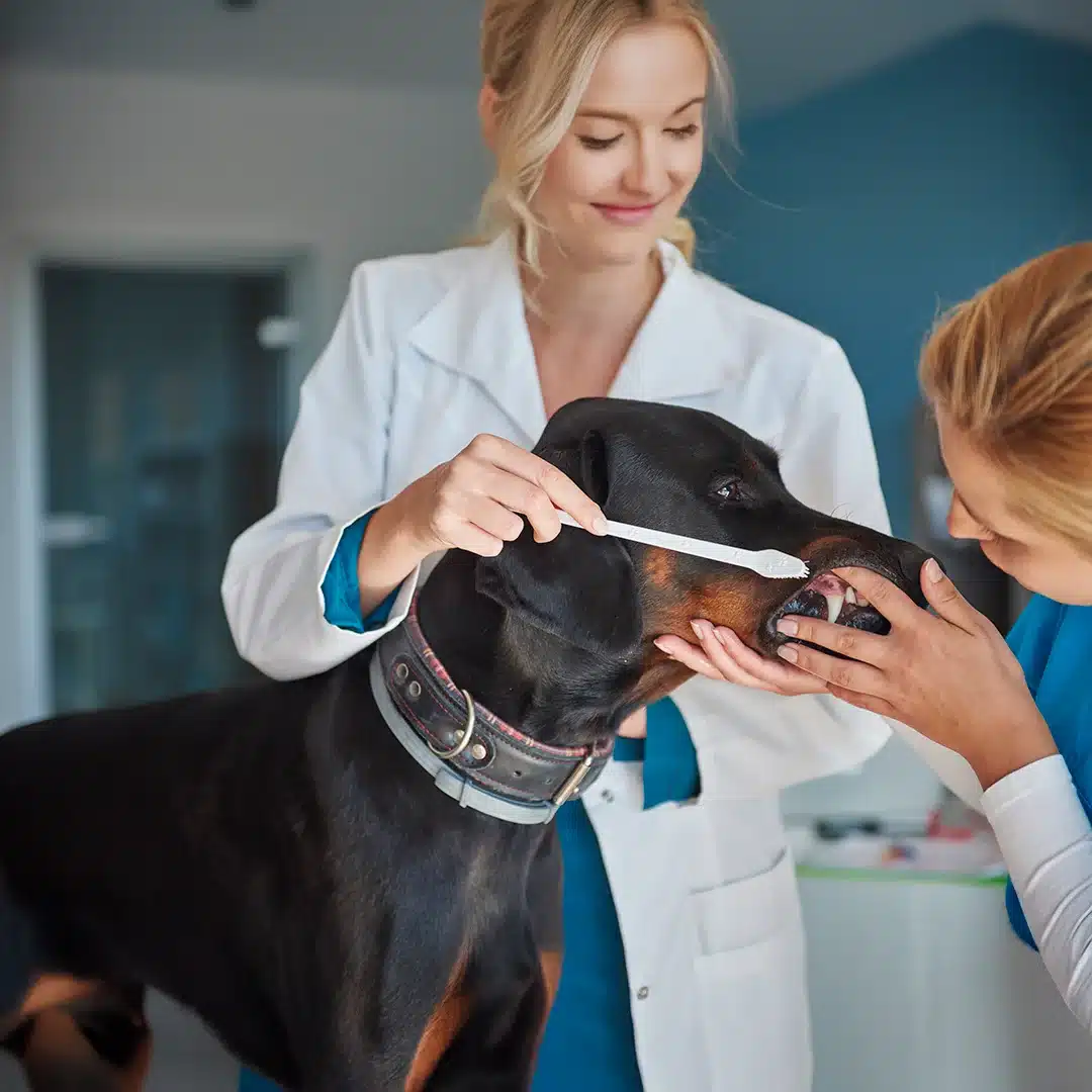 Two veterinarians brushing a large black dog’s teeth during a dental cleaning at a veterinary clinic.