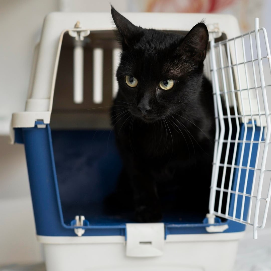 Vet holding a black cat