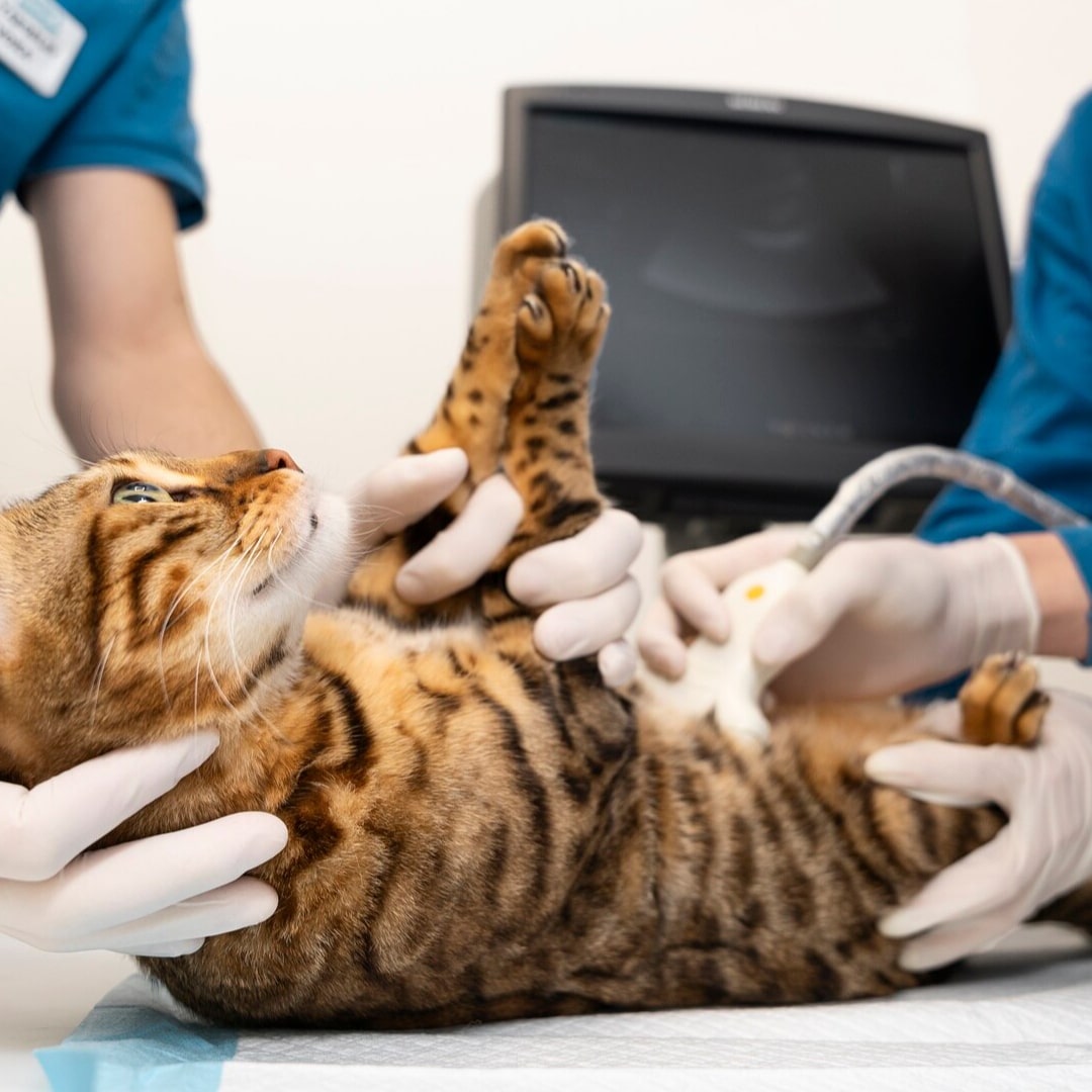 Pet with the vet getting rdiology treatment